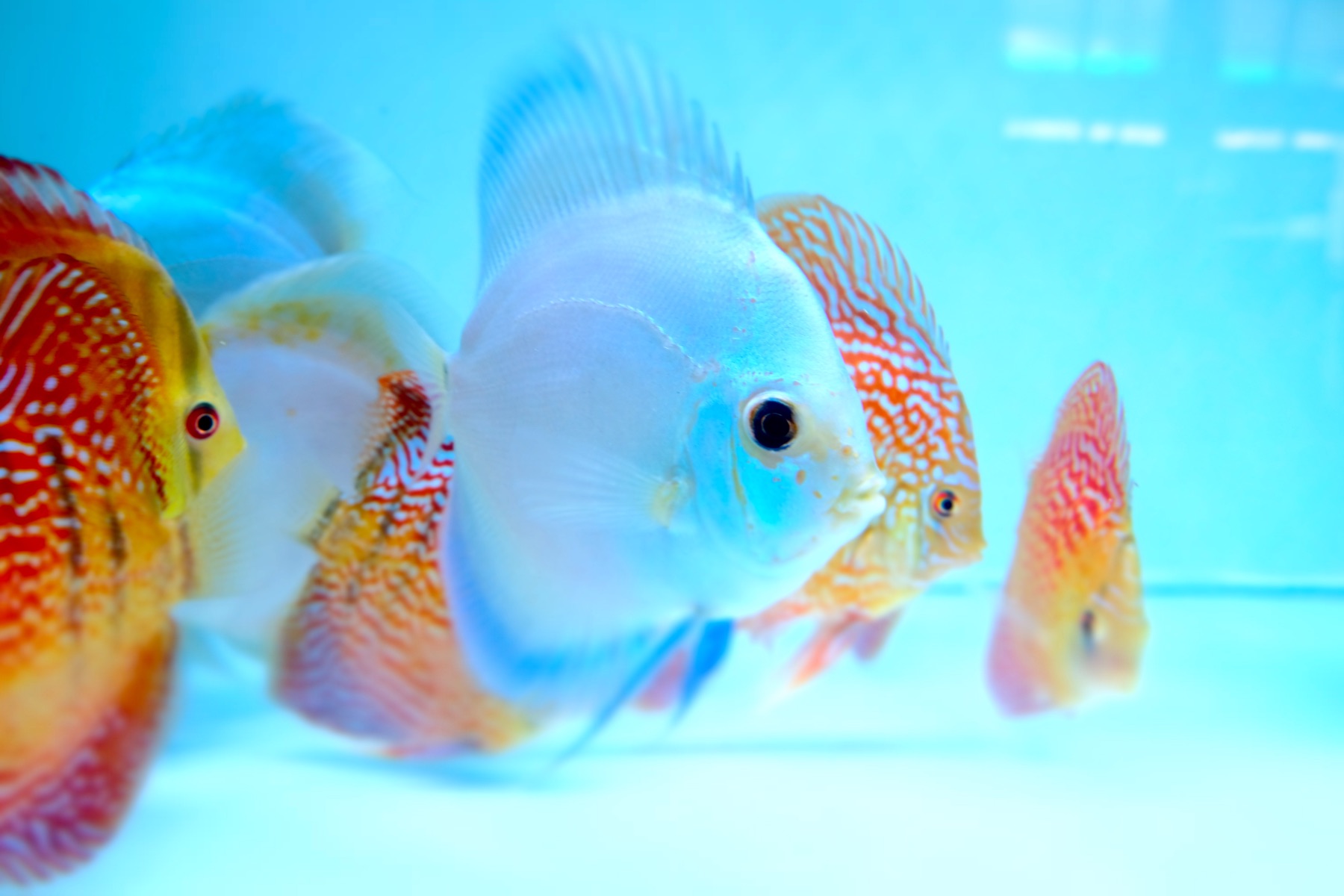 Discus fish group at Kei Discus Farm