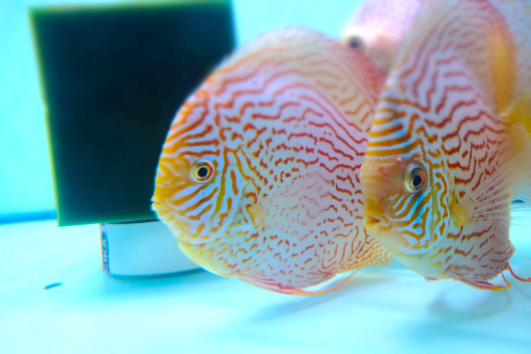 Patterned discus pair at Kei Discus Farm