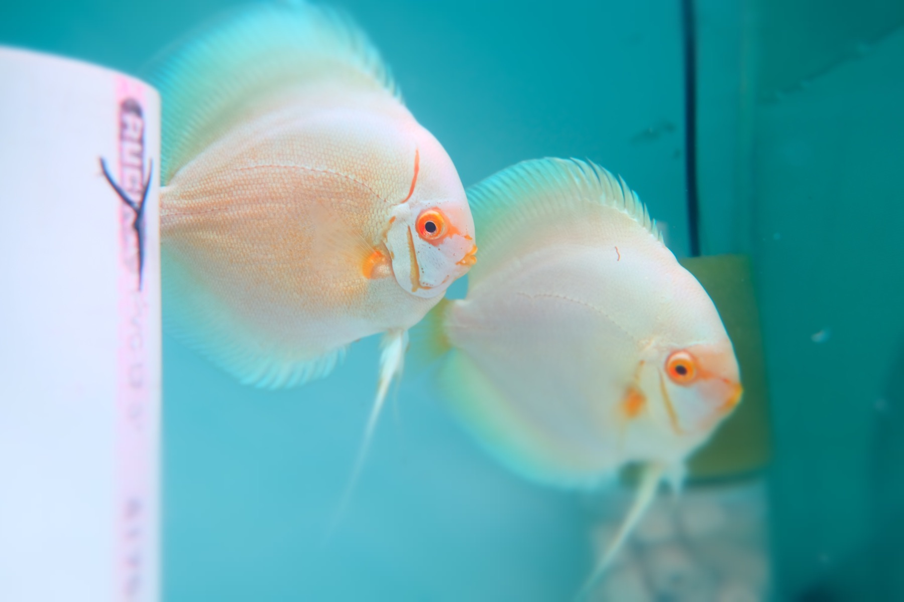 Premium discus at Kei Discus Farm