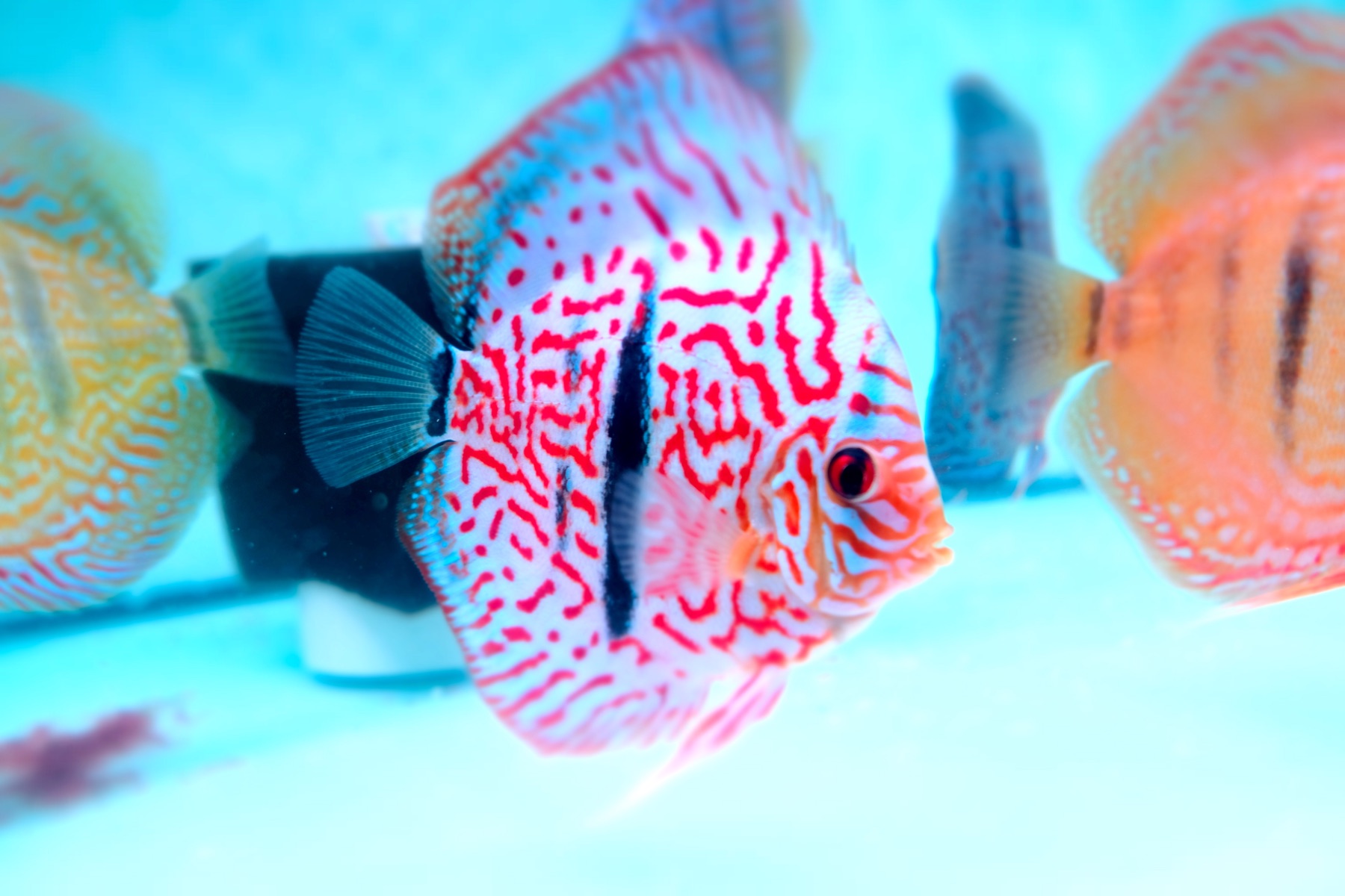 Heckel Discus from Kei Discus Farm
