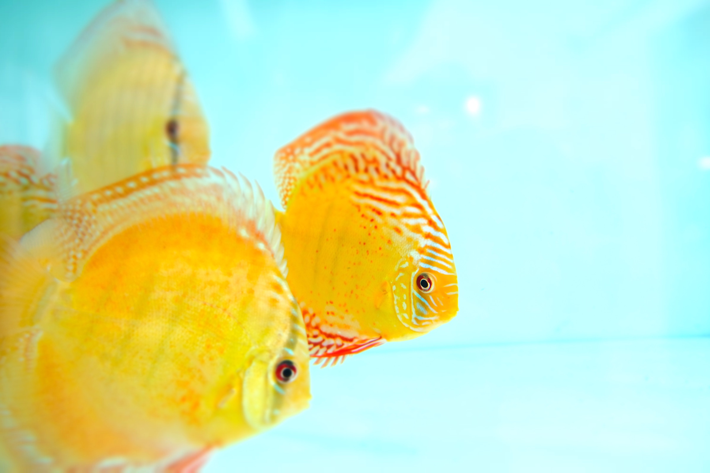 Premium discus fish raised at Kei Discus Farm