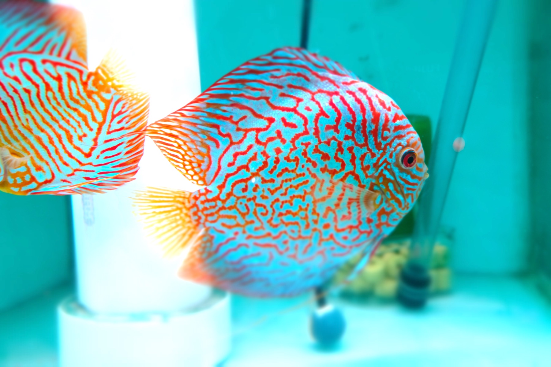 Seasonal Selections from Kei Discus Farm