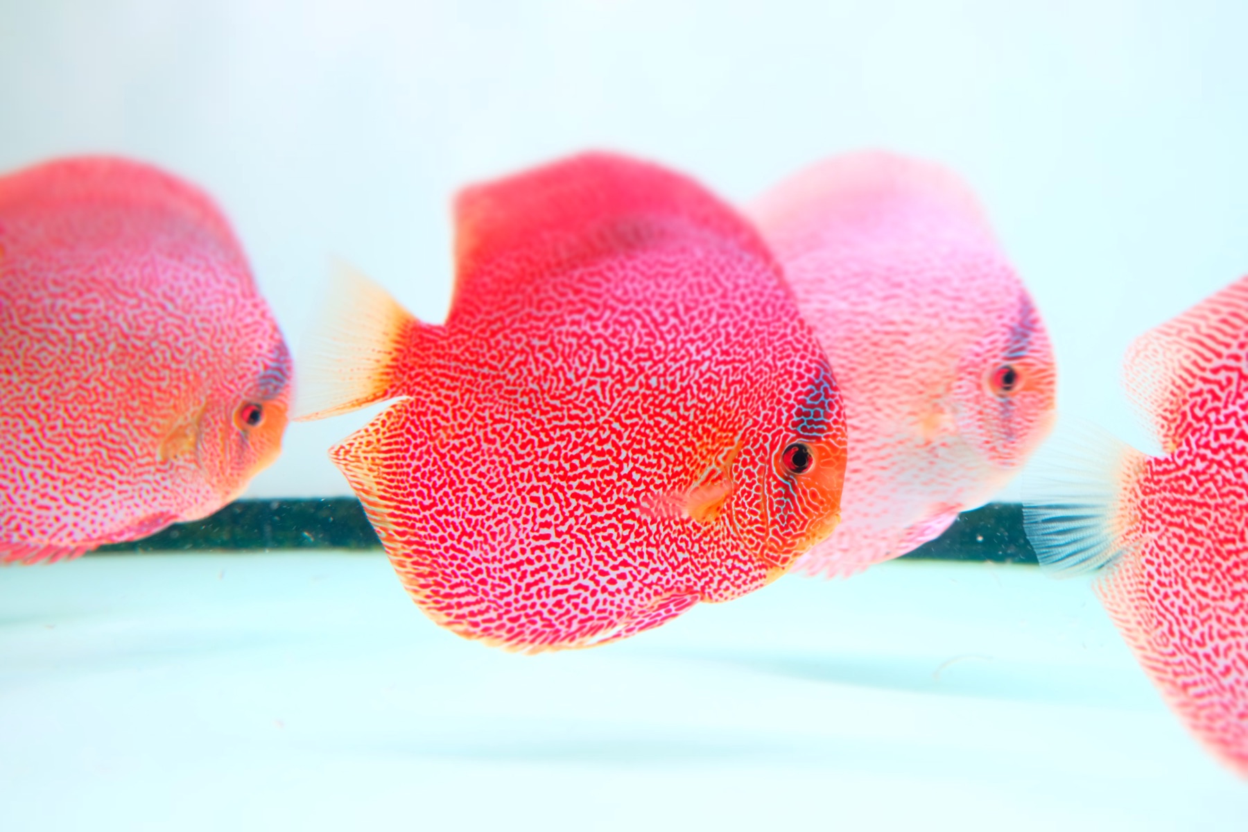 Panthera Discus from Kei Discus Farm