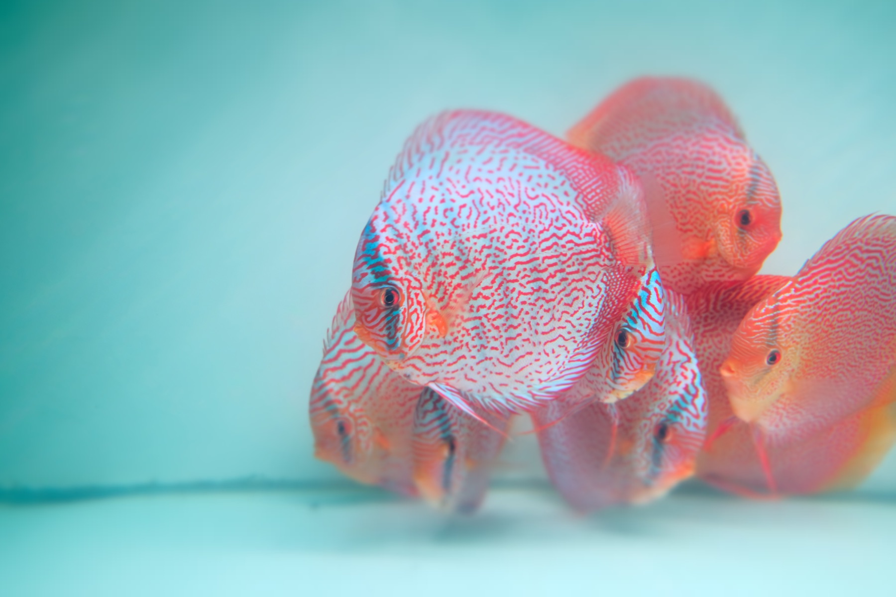 Turquoise Discus from Kei Discus Farm
